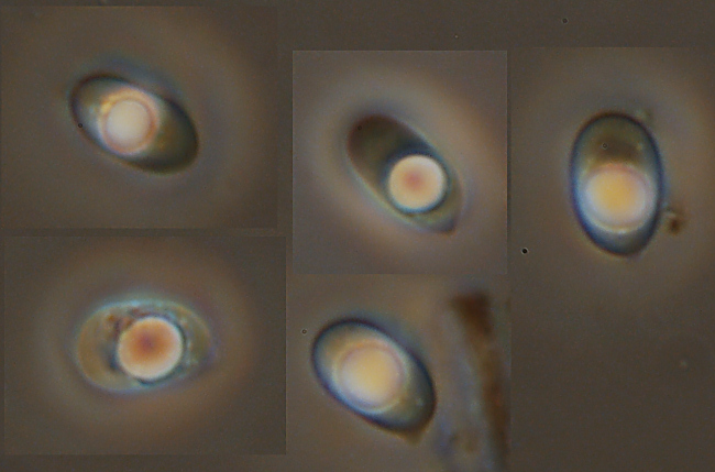 Quale Hyphoderma? (H. praetermissum?)